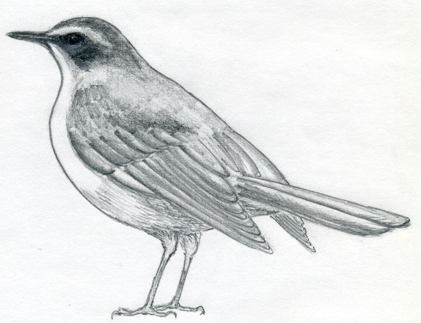 download bird drawing
